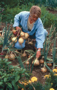 How to Grow Onions: Varieties for Every Region Image